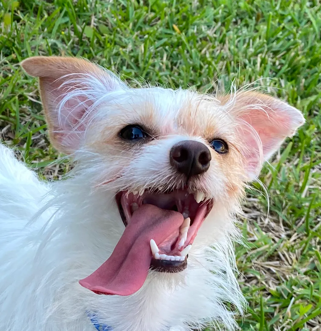 My chihuaha-shih-tzu Moose, my favorite part of Texas.